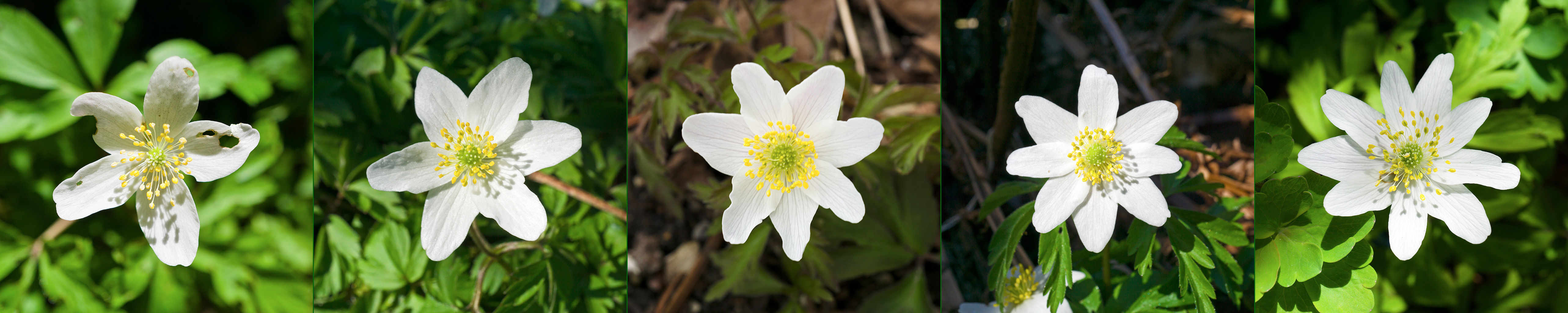 AnemoneHvid 5+6+7+8+9 kronblade