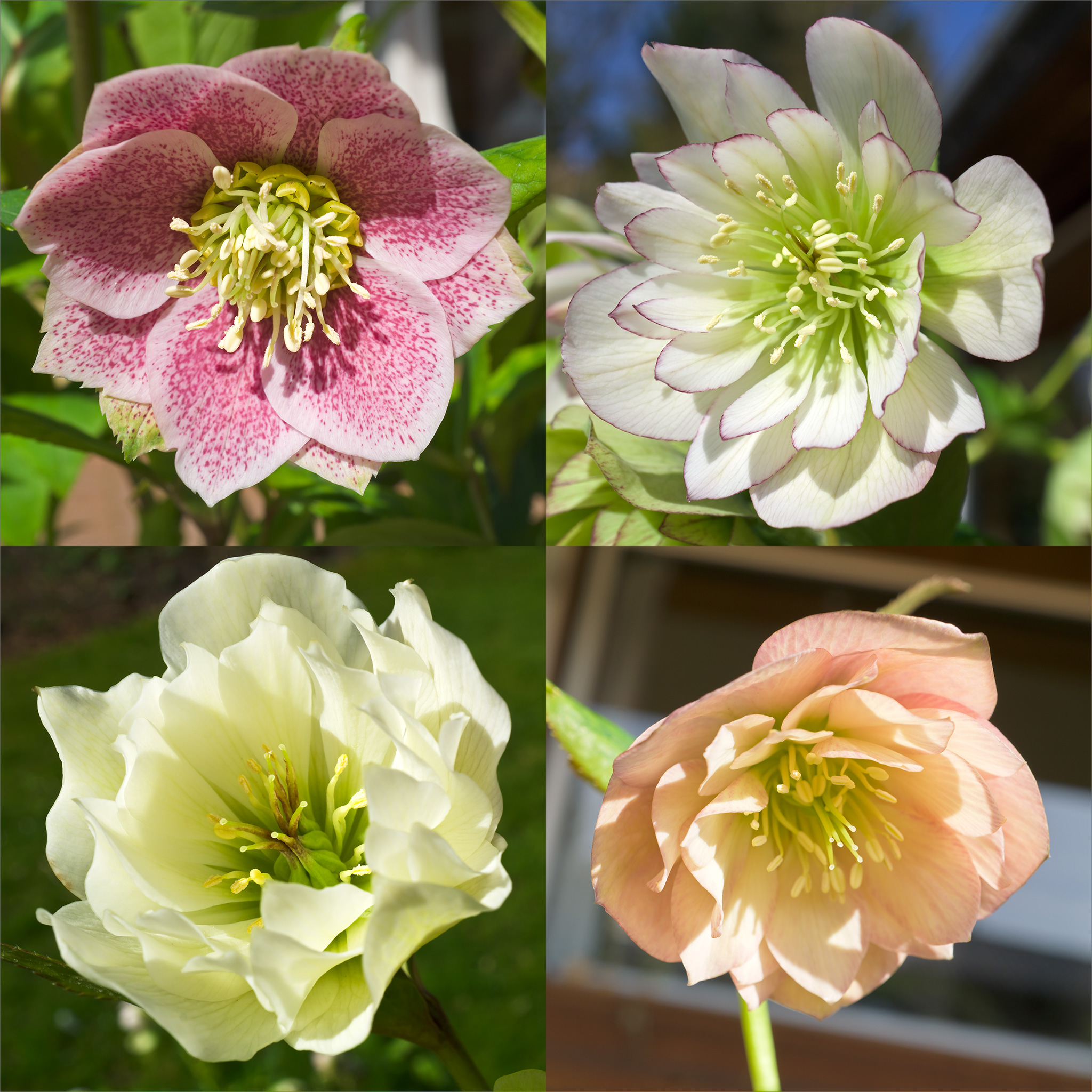 Helleborus orientalis