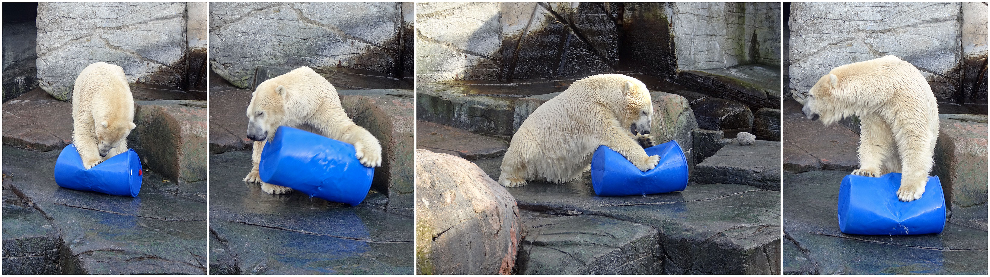 Isbj&oslash;rn leger