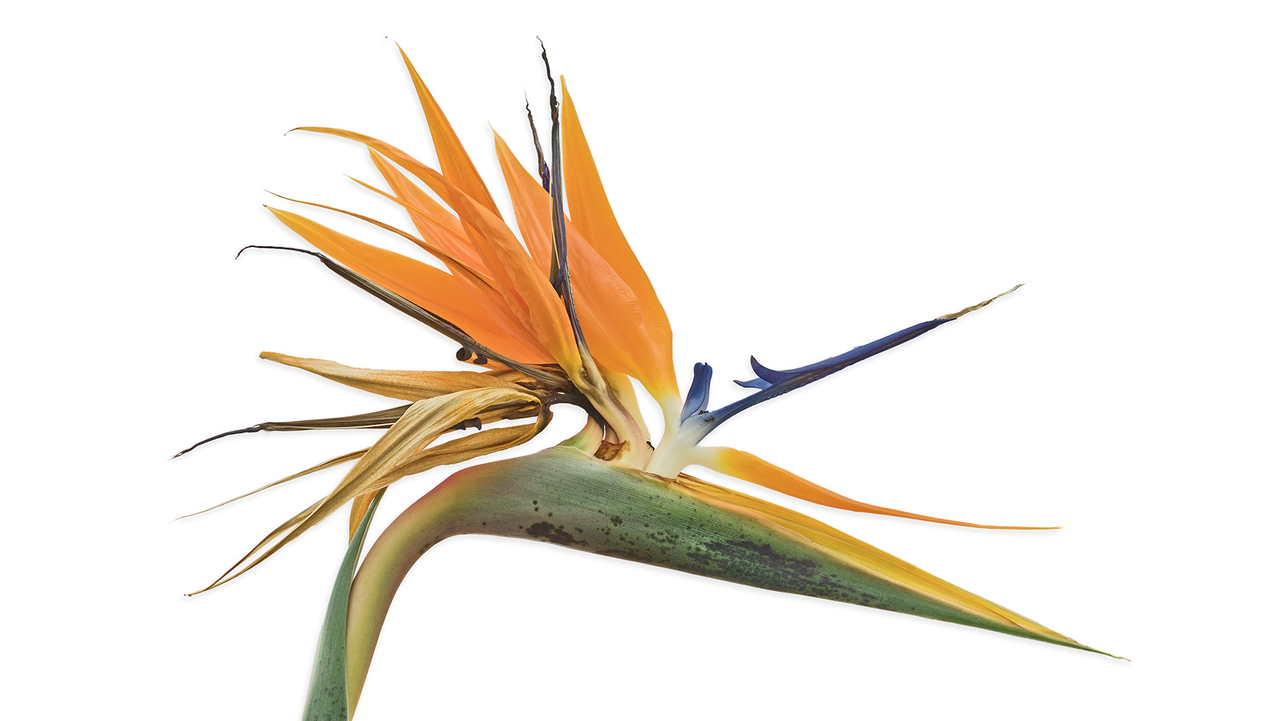 Strelitzia/Paradisfugl/Bird-of-paradise