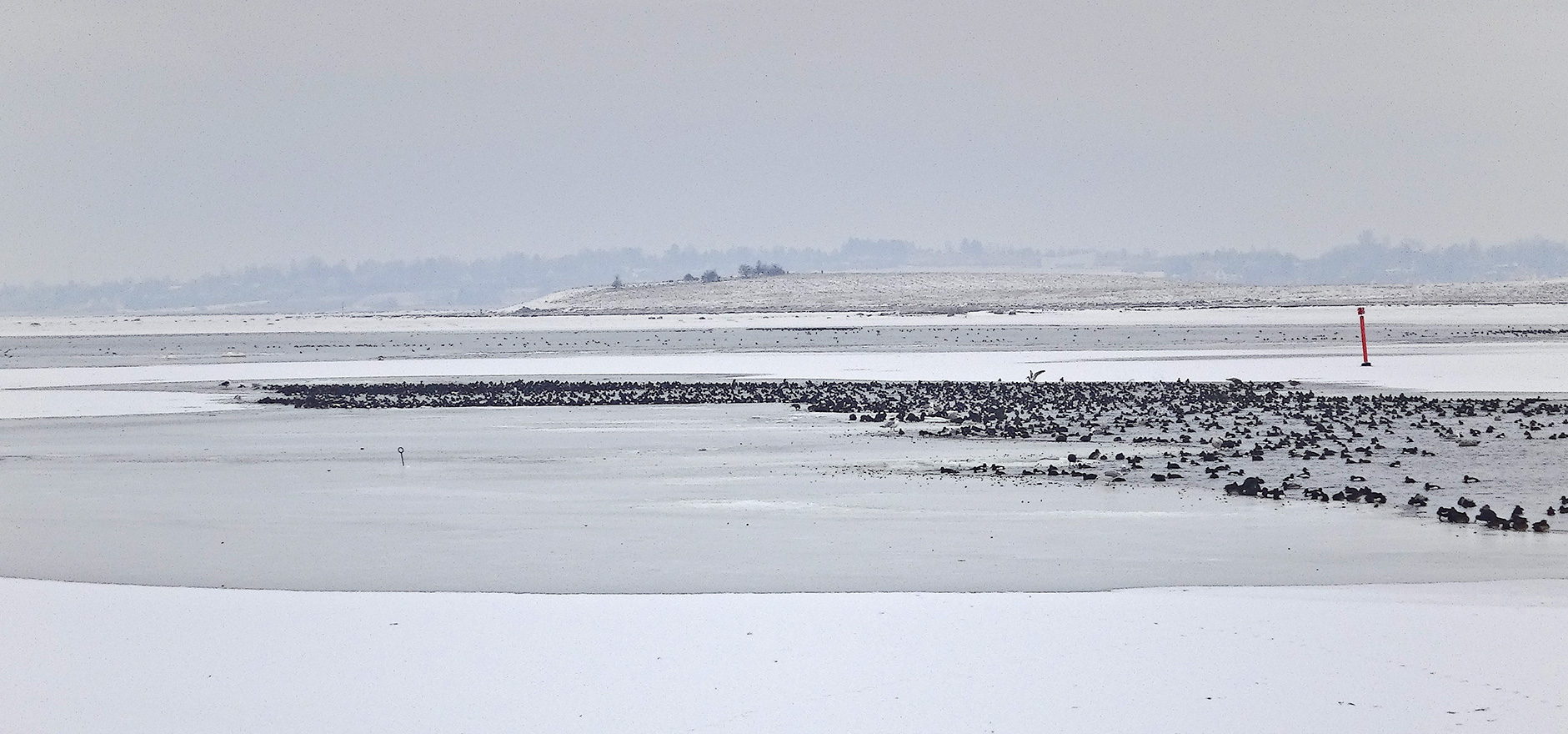 Troldænder - feb.2012